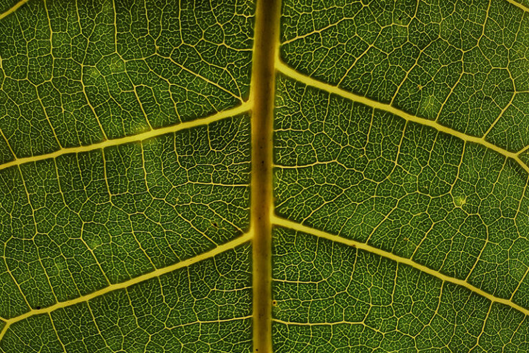 basil-james-pnul-_wenjy-unsplash